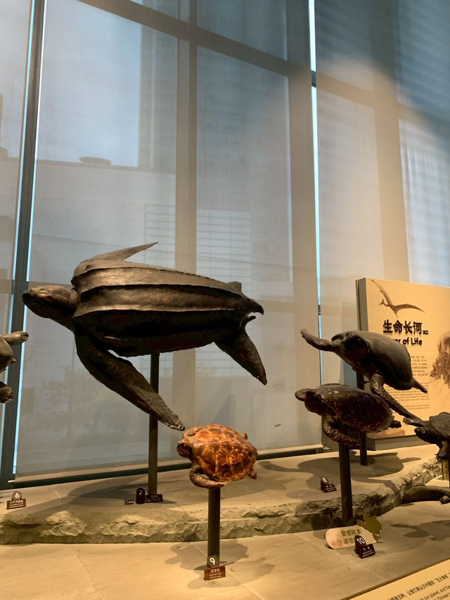 Shanghai Natural Museum 🐒🫎🦕🦖🦑🐋