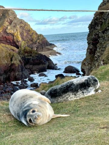 “Seal Spotting Near Edinburgh 🦭✨ How Cute Are These Little Marshmallow Balls?” 