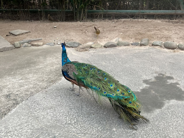 DaNang and Hoi An Magic holiday escape for family✨ DaNang and Hoi An Magic holiday escape for family✨