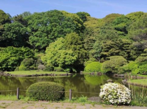 Azalea garden, Tokyo, Japan.