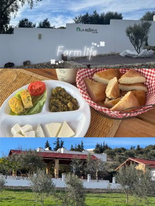 🫒 ถึงเวลาลิ้มลองประเพณีของตูนิเซียแล้ว! คู่มือแนะนำฟาร์มเบน อิสมาอิล 🧀