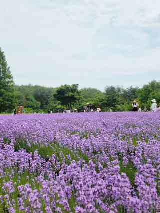 2026年 Hani Lavender Farmラベンダー鑑賞おすすめ| Trip Moments