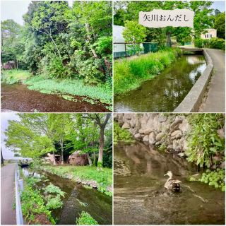 [ออกเดินทาง/มาถึงที่สถานี Yagawa ของสาย JR Nambu ในเมืองคุนิทาจิ] คอร์สครึ่งวัน ประกอบด้วยการเดินเล่นริมแม่น้ำ พิพิธภัณฑ์วัฒนธรรมท้องถิ่น และแช่น้ำพุร้อนเพื่อผ่อนคลาย