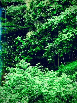 Dominican Republic Constanza Valle Nuevo Mossy Pine Forest Lakeeasytravelpost #ValleNuevo #Constanz
