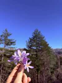 🏔️ A QUIET MOUNTAIN TOWN WE TRAVELLED TO FOR THE FLOWERS