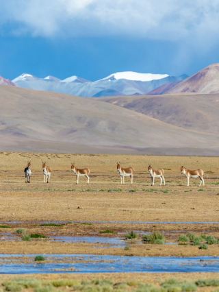 🏔️ Renqing Xiubu Tso | Where the Wild Still Roams