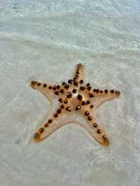 Starfish Paradise in Balabac 