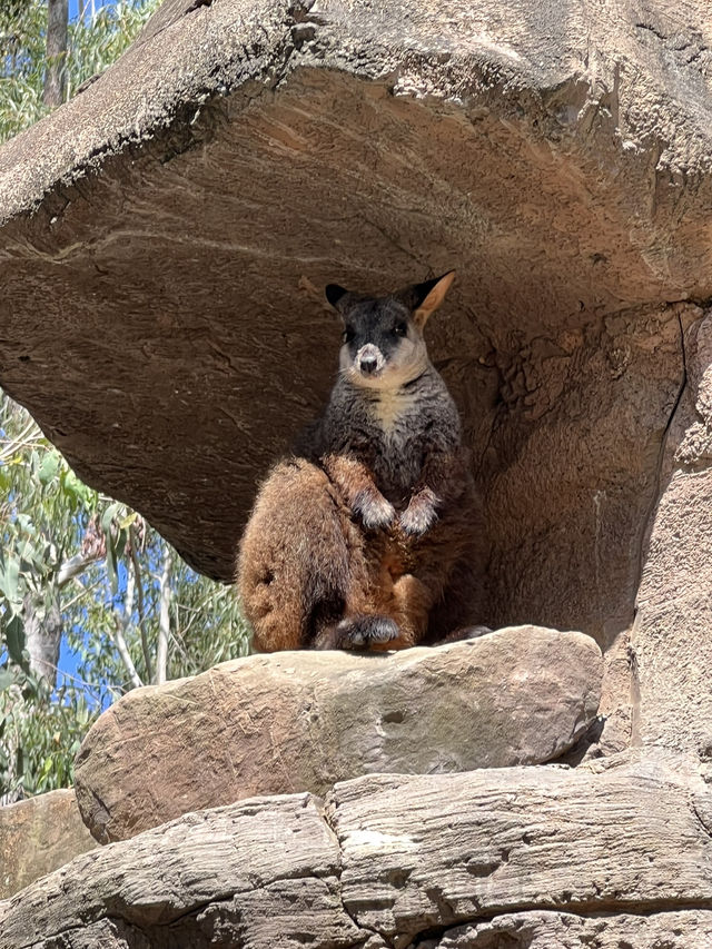 來黃金海岸一定要來抱無尾熊🐨餵袋鼠🦘