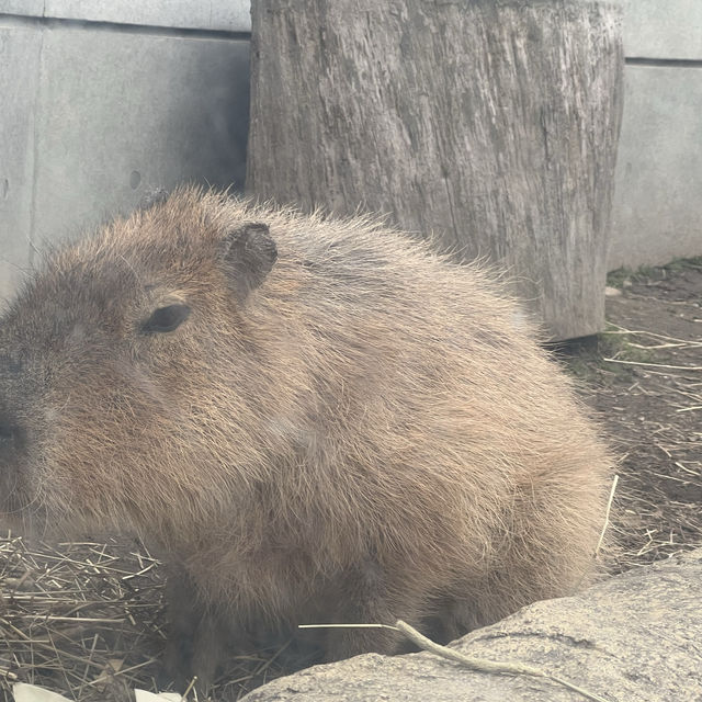 日本最北端的動物園：旭山動物園