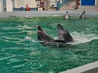 Dolphinarium Constanta Romania 🇷🇴