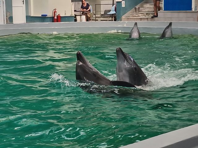 Dolphinarium Constanta Romania 🇷🇴