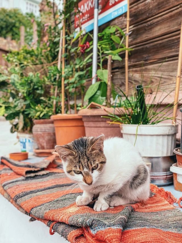Istanbul: Where East Meets Feast!