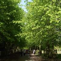 🇬🇧曼城周邊鹿園 Dunham Massey