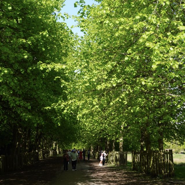 🇬🇧曼城周邊鹿園 Dunham Massey