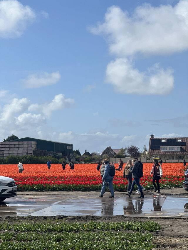 De Tulperij; A Free Tulips Field in Voorhout