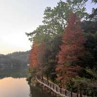 *深圳仙湖植物園——都市中的綠色天堂*