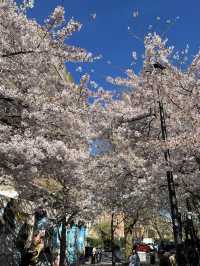 🌸 Cherry Blossom Serenity in Swiss Cottage, London