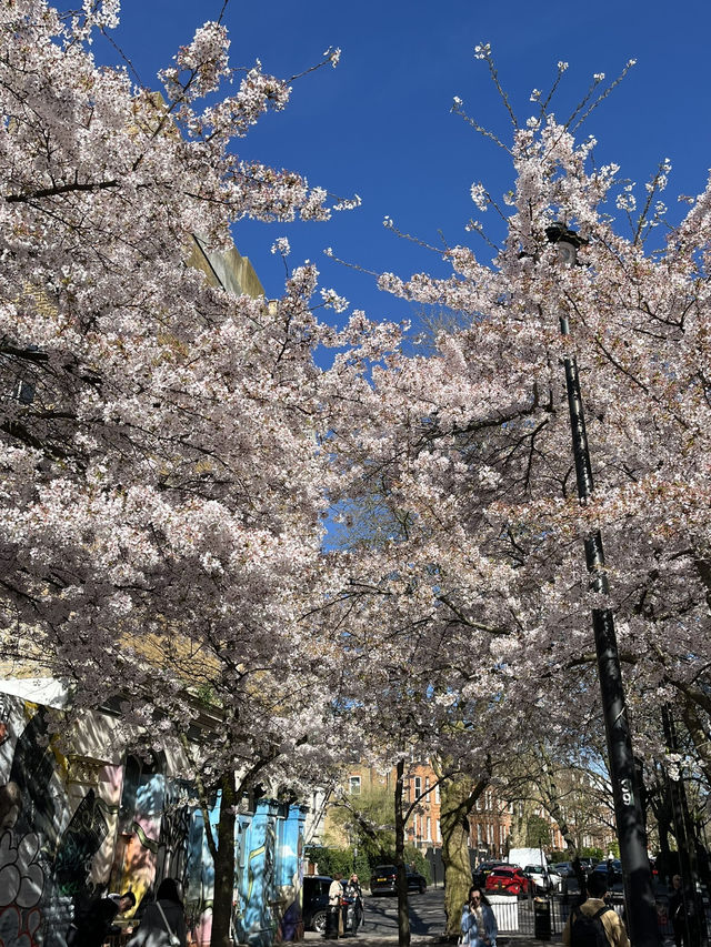 🌸 Cherry Blossom Serenity in Swiss Cottage, London