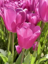 Tulip Glow & Hanging Houses Show