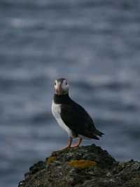 Puffin Watching on the Isle of May – A Seabird Safari to Remember!