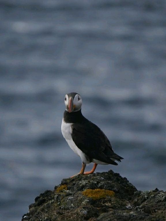 Puffin Watching on the Isle of May – A Seabird Safari to Remember!