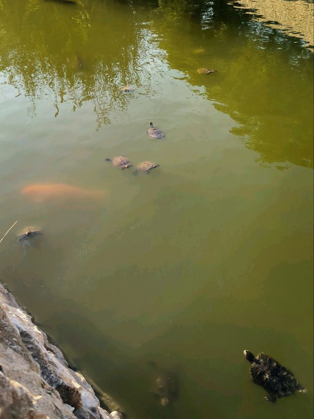 Turtles, Birds & Sunshine at Cabecera Park 🐢🦆🌿