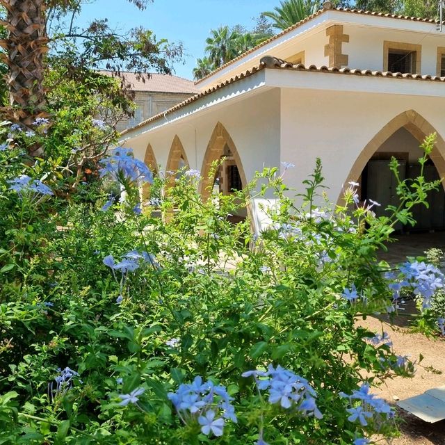 The Mediterranean Charm: Why Cyprus feels like home 🇨🇾❤️