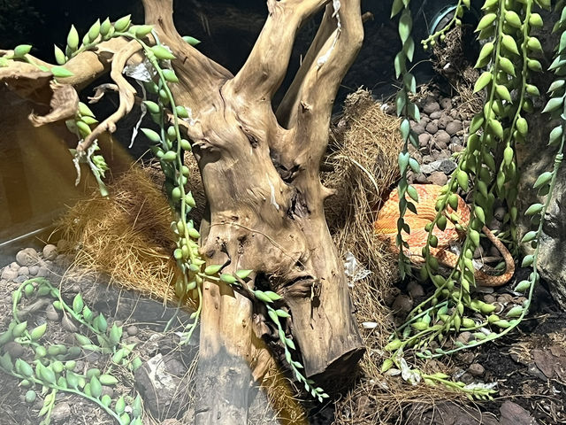 Reptiland Bucharest, Over 40 Species of Reptiles 🦎🐍