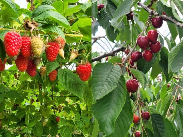 South Queensferry|橋影、海風、細街的安靜節奏Edinburgh|South Queensferry|Forth Bridge|Harbour Walk