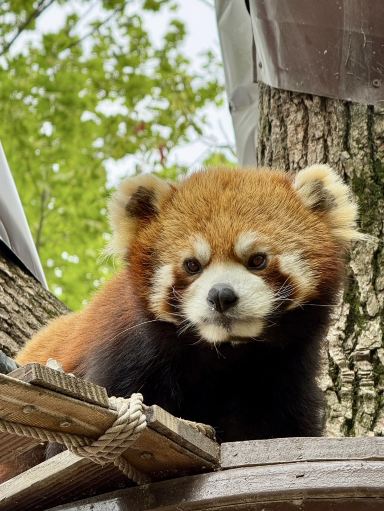 上海野生動物園（Shanghai Wild Animal Park）。 | Trip.com 上海
