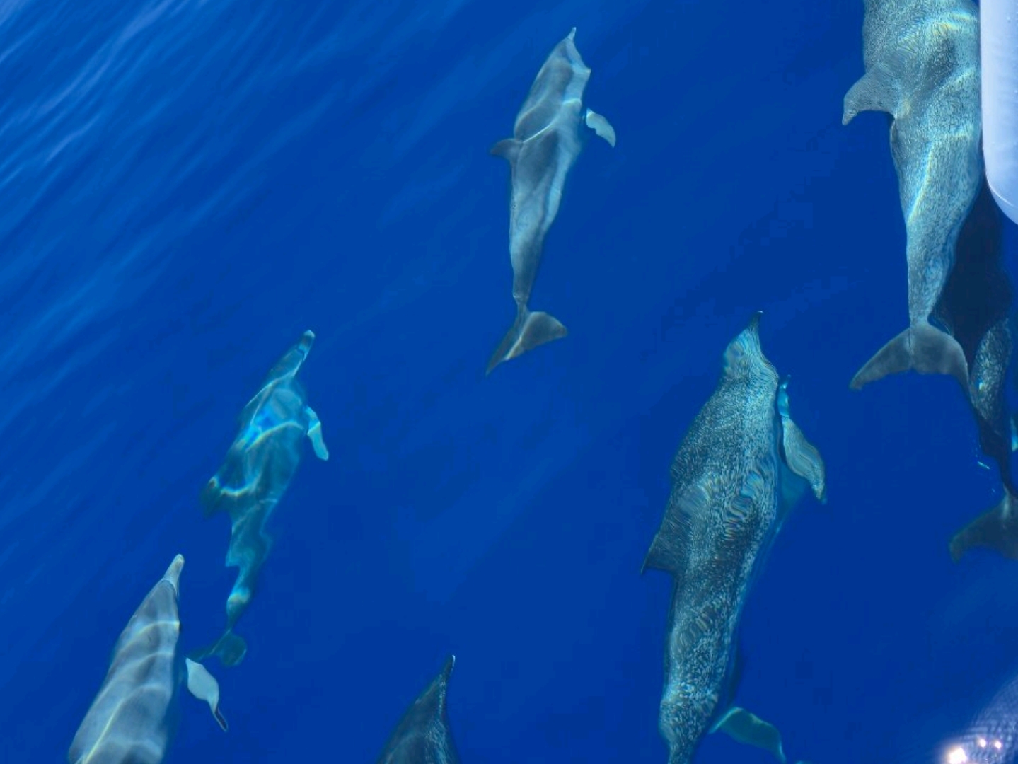 Dolphin watching in Madiera