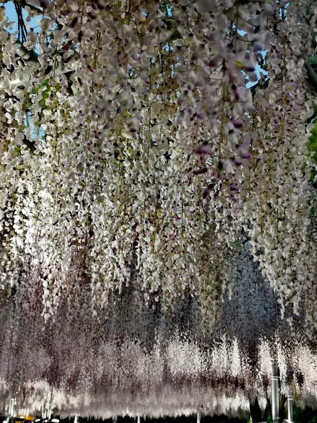 One of Japan's famous flower viewing spots | Ashikaga Flower Park