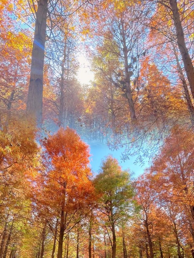 海洪濕地最浪漫的紅杉林，已成為滇池北岸最美的風景線