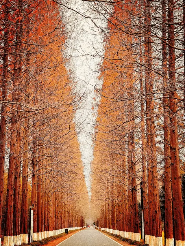 강소 연청 황해 해변 숲 공원 - 비밀의 숲 깊은 곳에서의 약속