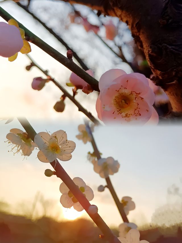 砌下落梅如雪亂，拂了一身還滿