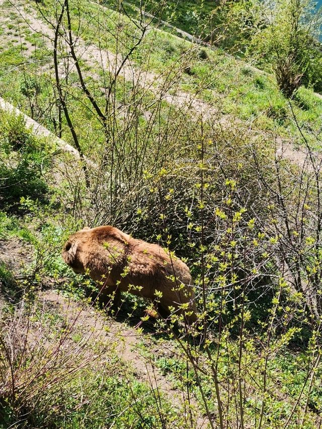 【瑞士】伯爾尼熊公園：一個城市的象徵