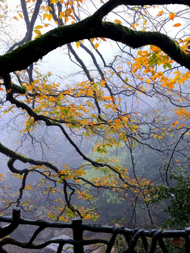 雲南昭通小草壩生態旅遊區—撿一片紅葉，觀一片秋色