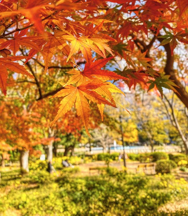 日本—日比谷公園一紅葉與銀杏