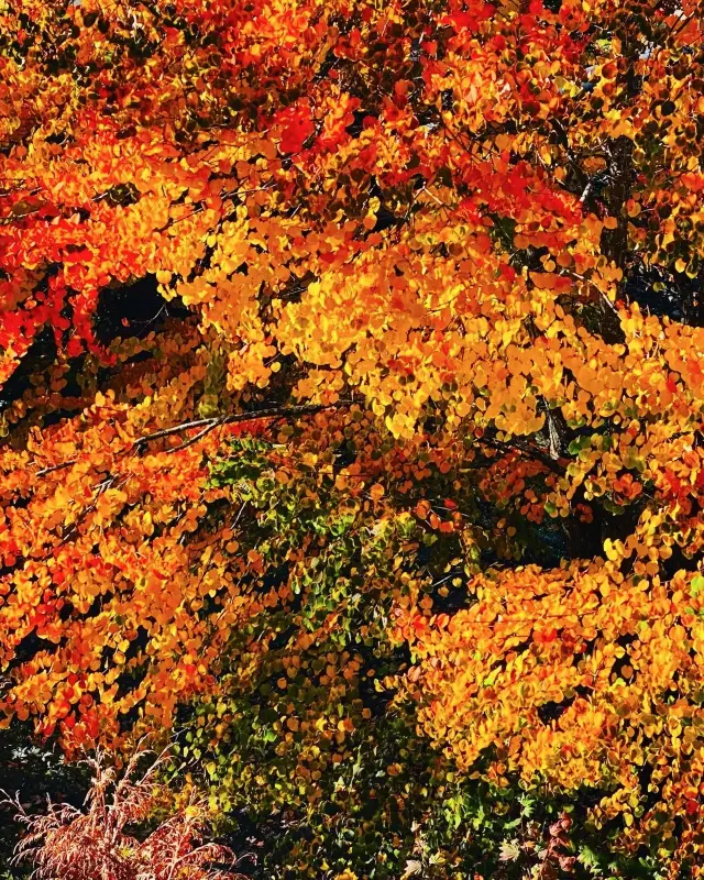 Burnaby is a nice place to view maple leaves