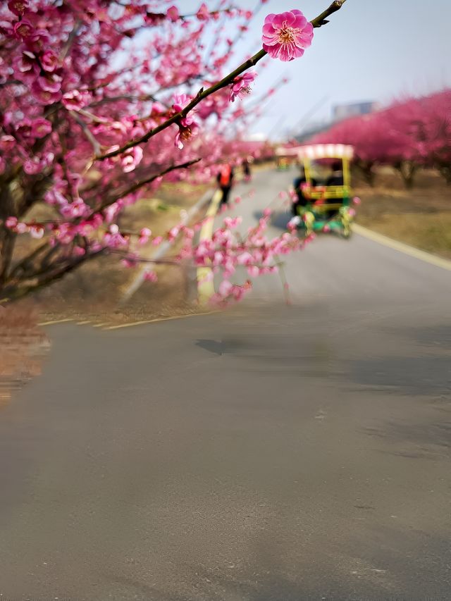 三生三世十里梅花