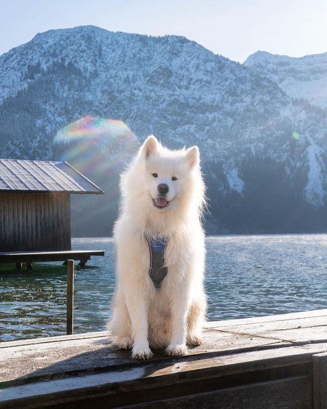 Relax and Recharge at Plansee in Austria! 🇦🇹😍