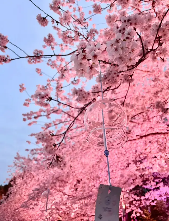 京都に行く必要はありません！次の3月、無錫は桜の海になります