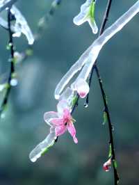 粵北觀冰花