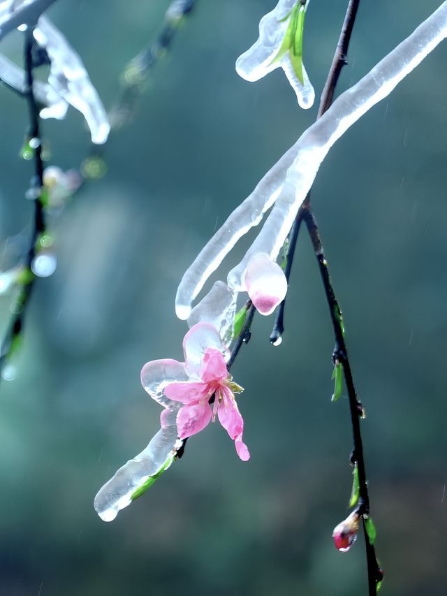 粵北觀冰花