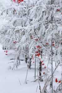 巴山湫池·冰雪大世界等你來遊玩嬉戲打卡