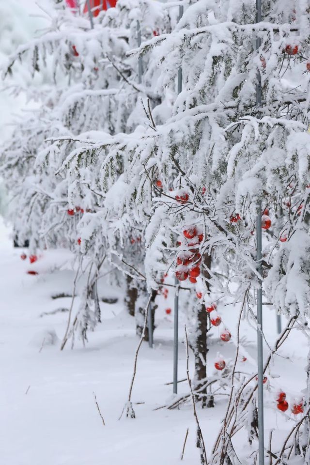 巴山湫池·冰雪大世界等你來遊玩嬉戲打卡 巴山湫池·冰雪大世界等你來遊玩嬉戲打卡