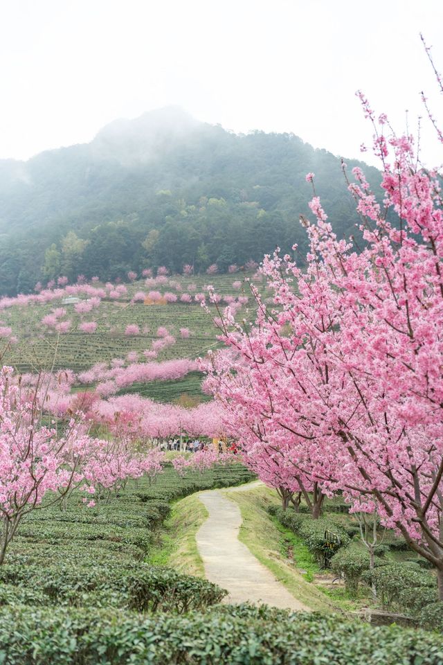 潮汕周邊二三月櫻花||梅州陰那山靈光寺