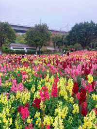 三山森林公園｜三八節帶姐妹看金魚草花海