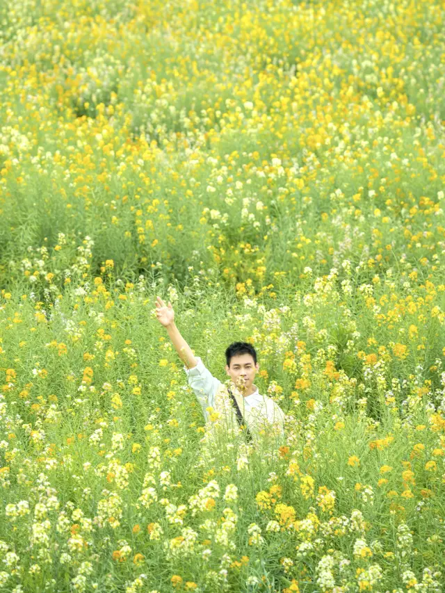 You don't need to go to Luoping in Yunnan, there is a healing rapeseed flower sea in Guangzhou!