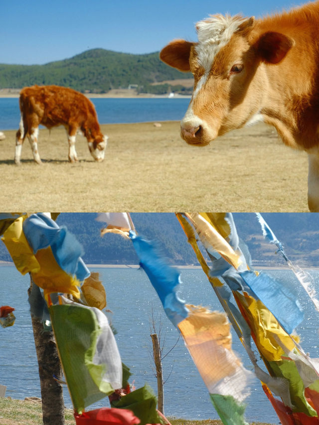 麗江文海